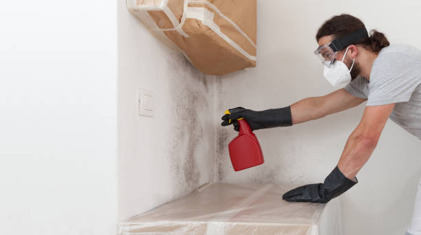 Professional Black Mold Removal technician working in Babylon, NY